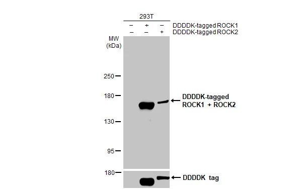 ROCK1/ROCK2 Antibody in Western Blot (WB)