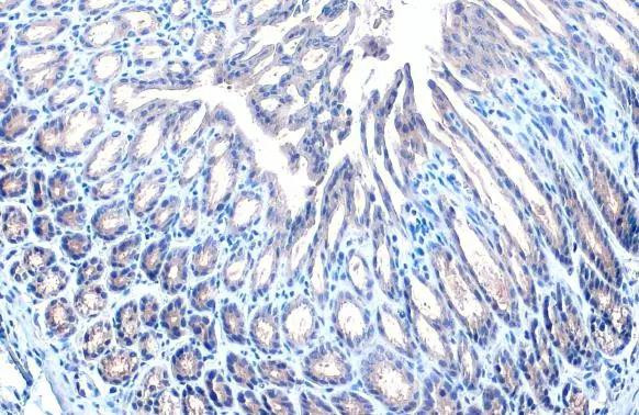 STAM Antibody in Immunohistochemistry (Paraffin) (IHC (P))