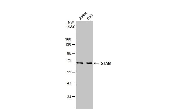 STAM Antibody in Western Blot (WB)