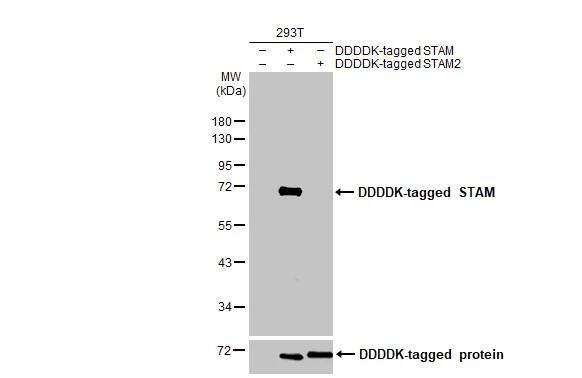 STAM Antibody in Western Blot (WB)