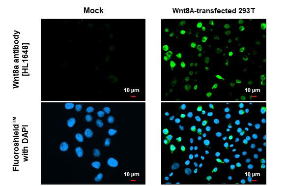 WNT8A Antibody in Immunocytochemistry (ICC/IF)