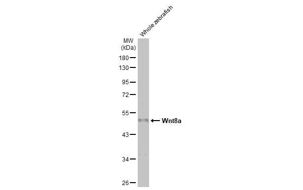 WNT8A Antibody in Western Blot (WB)