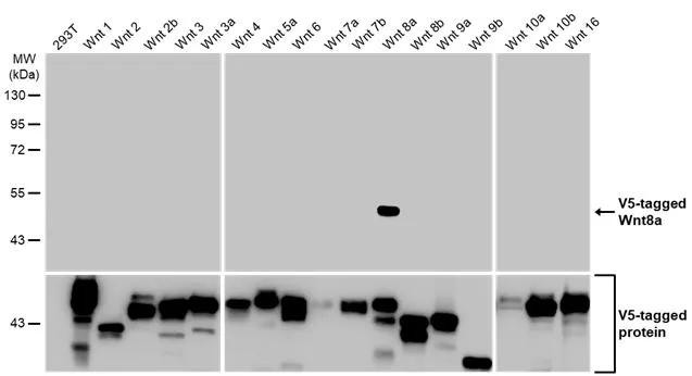 WNT8A Antibody in Western Blot (WB)