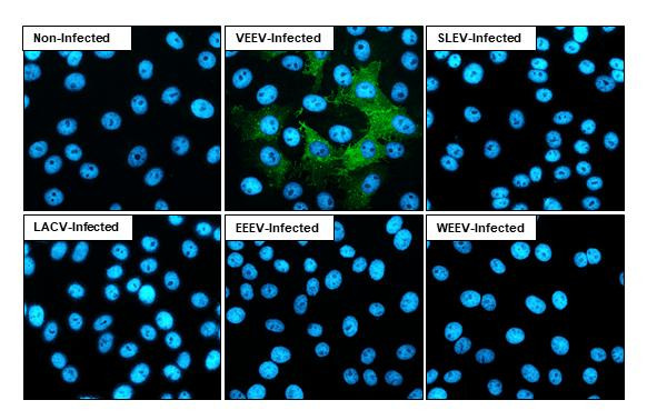 Venezuelan Equine Encephalitis Virus NSP4 Antibody in Immunocytochemistry (ICC/IF)