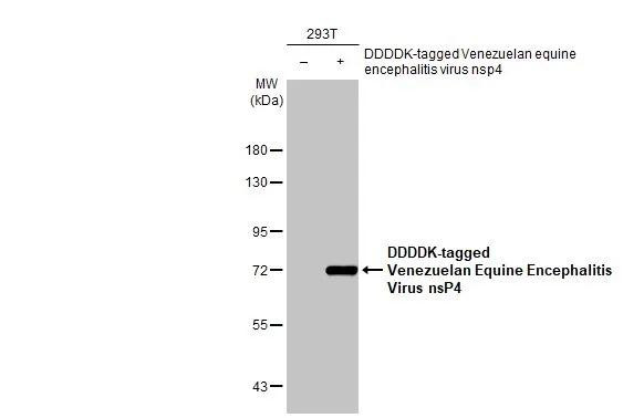 Venezuelan Equine Encephalitis Virus NSP4 Antibody in Western Blot (WB)