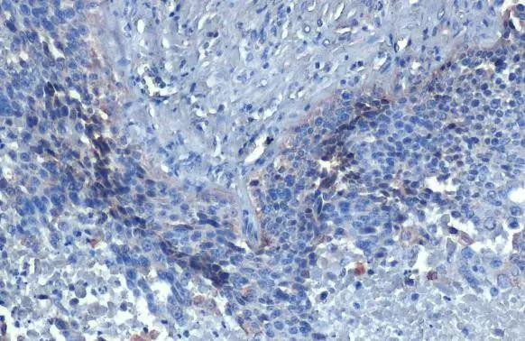 HDAC3 Antibody in Immunohistochemistry (Paraffin) (IHC (P))