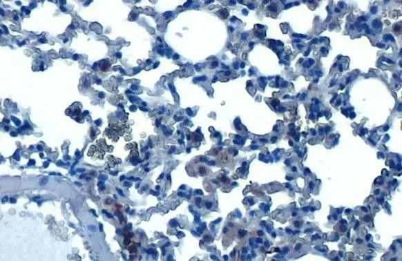 HDAC3 Antibody in Immunohistochemistry (Paraffin) (IHC (P))