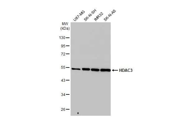 HDAC3 Antibody in Western Blot (WB)