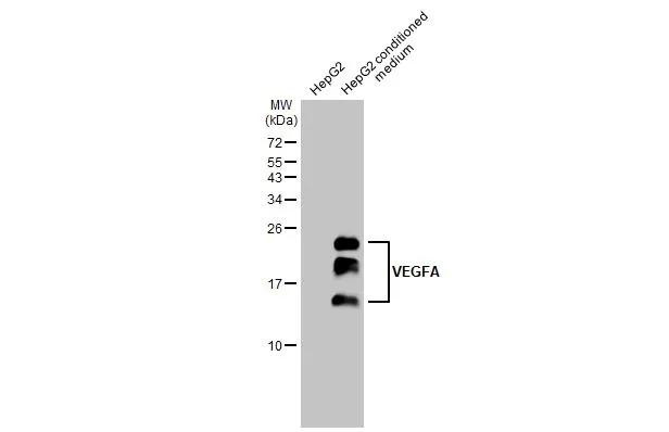 VEGF Antibody in Western Blot (WB)