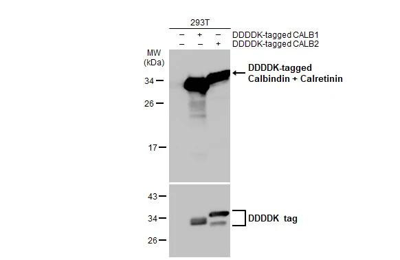 Calbindin/Calretinin Antibody in Western Blot (WB)