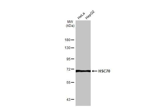 HSC70 Antibody in Western Blot (WB)