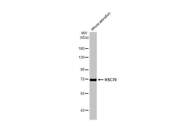 HSC70 Antibody in Western Blot (WB)