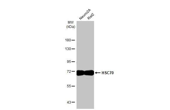 HSC70 Antibody in Western Blot (WB)