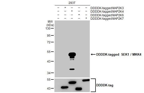 MAP2K4 Antibody in Western Blot (WB)