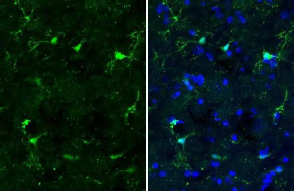 IBA1 Antibody in Immunohistochemistry (Frozen) (IHC (F))