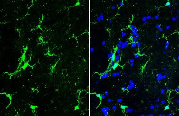 IBA1 Antibody in Immunohistochemistry (Frozen) (IHC (F))