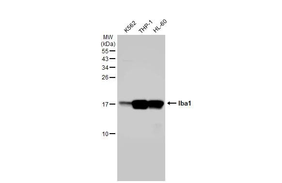 IBA1 Antibody in Western Blot (WB)