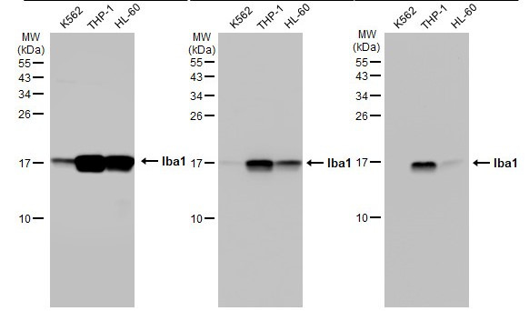 IBA1 Antibody in Western Blot (WB)