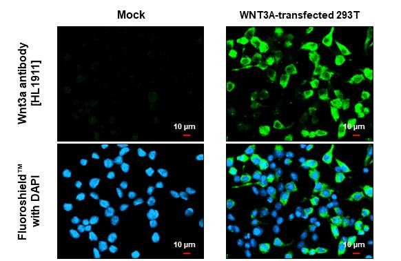 WNT3A Antibody in Immunocytochemistry (ICC/IF)