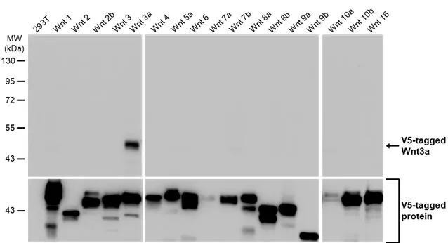 WNT3A Antibody in Western Blot (WB)