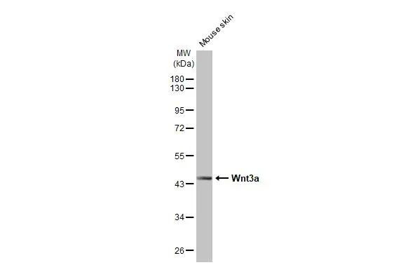 WNT3A Antibody in Western Blot (WB)