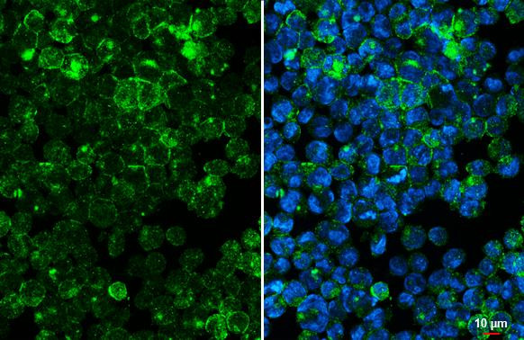 CD97 Antibody in Immunocytochemistry (ICC/IF)