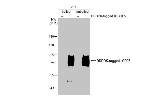 CD97 Antibody in Western Blot (WB)