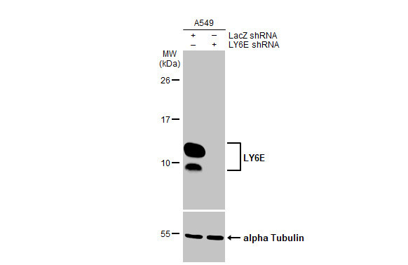 Ly-6E Antibody in Western Blot (WB)