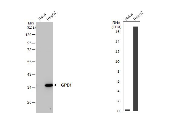 GPD1 Antibody in Western Blot (WB)