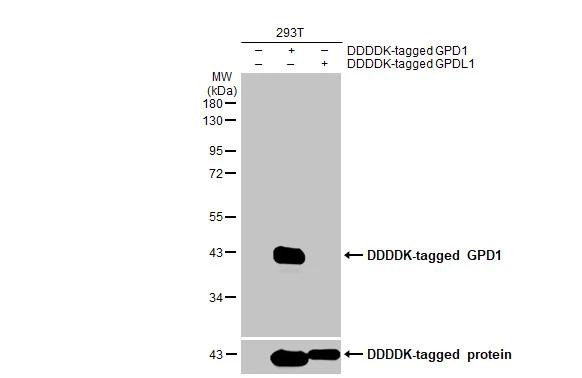 GPD1 Antibody in Western Blot (WB)