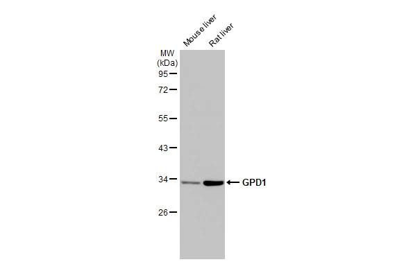 GPD1 Antibody in Western Blot (WB)