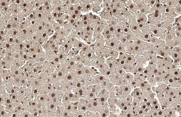 Histone H4 Antibody in Immunohistochemistry (Paraffin) (IHC (P))