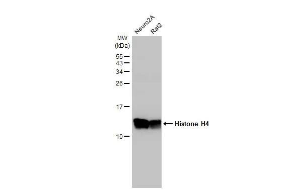 Histone H4 Antibody in Western Blot (WB)