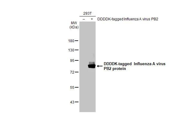 Influenza A H1N1 PB2 (A/Puerto Rico/8/34) Antibody in Western Blot (WB)