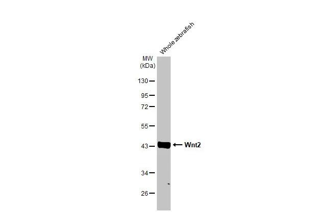 WNT2 Antibody in Western Blot (WB)