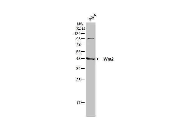 WNT2 Antibody in Western Blot (WB)