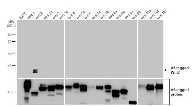 WNT2 Antibody in Western Blot (WB)