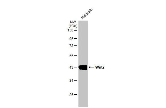 WNT2 Antibody in Western Blot (WB)