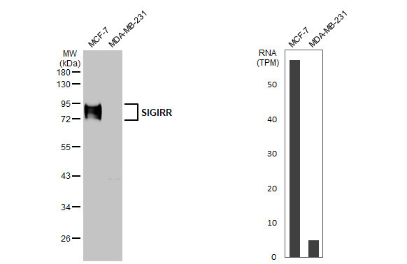 SIGIRR Antibody in Western Blot (WB)