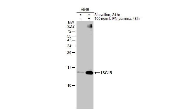 ISG15 Antibody in Western Blot (WB)