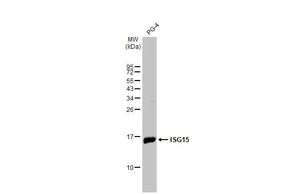 ISG15 Antibody in Western Blot (WB)