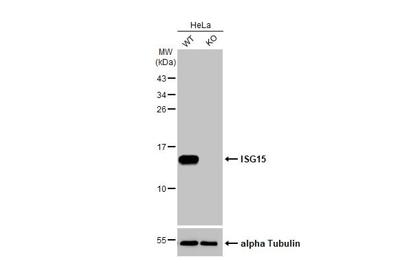 ISG15 Antibody in Western Blot (WB)