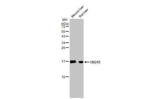 ISG15 Antibody in Western Blot (WB)