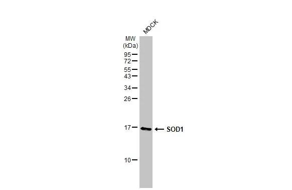 SOD1 Antibody in Western Blot (WB)