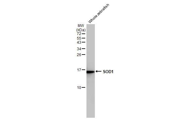 SOD1 Antibody in Western Blot (WB)