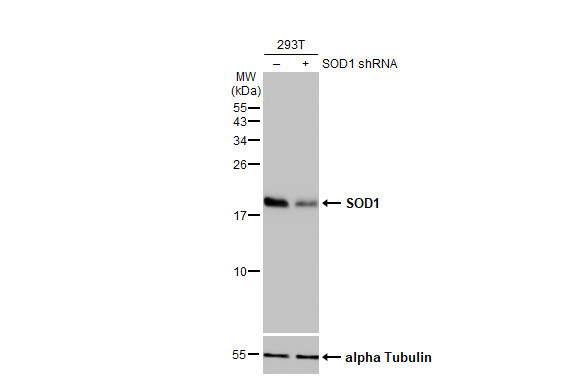 SOD1 Antibody in Western Blot (WB)