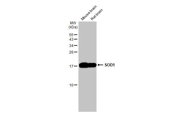 SOD1 Antibody in Western Blot (WB)