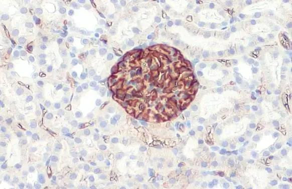 PODXL Antibody in Immunohistochemistry (Paraffin) (IHC (P))