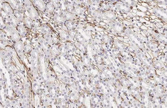 PODXL Antibody in Immunohistochemistry (Paraffin) (IHC (P))