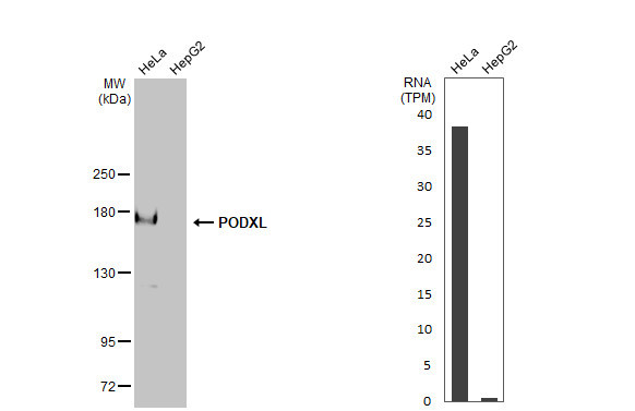 PODXL Antibody in Western Blot (WB)